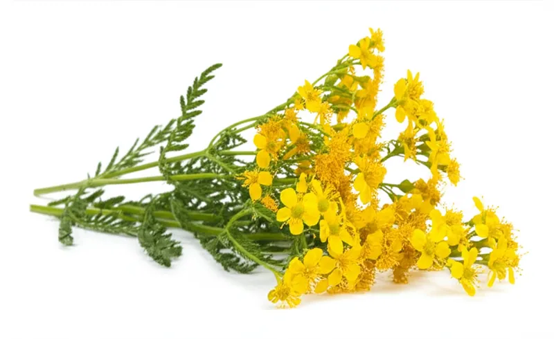 Agrimony
