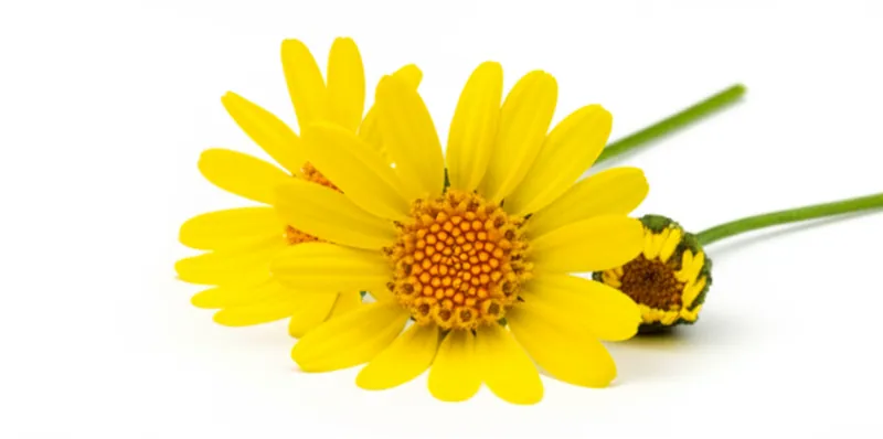 Arnica