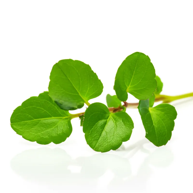 Bacopa Monnieri