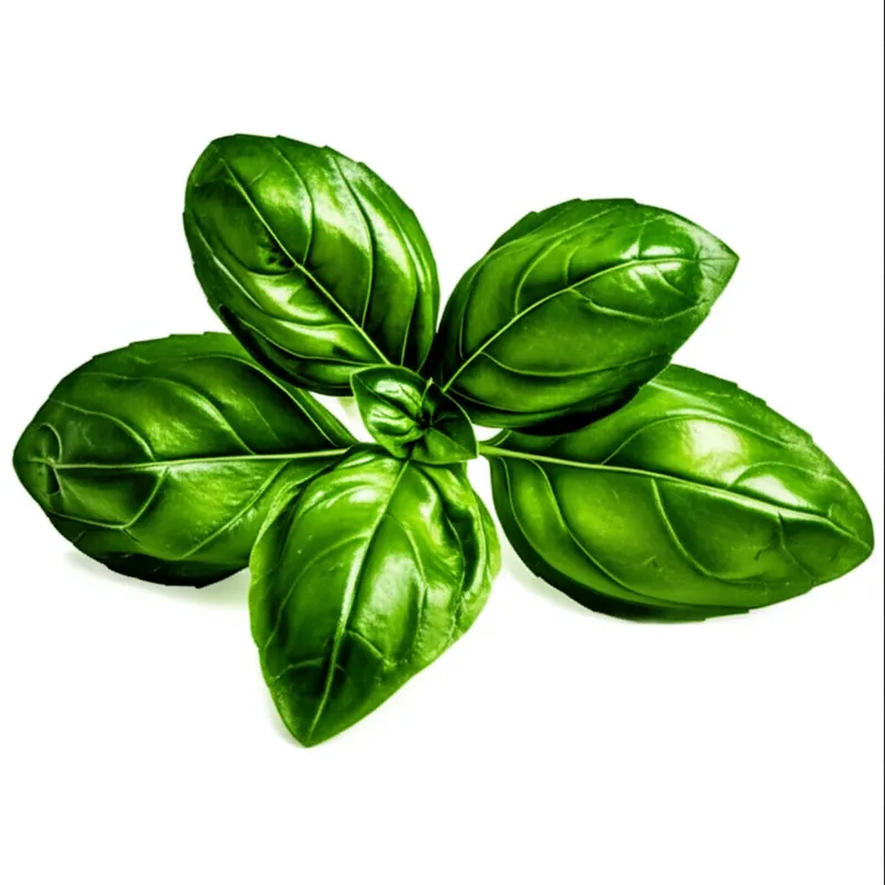 Basil