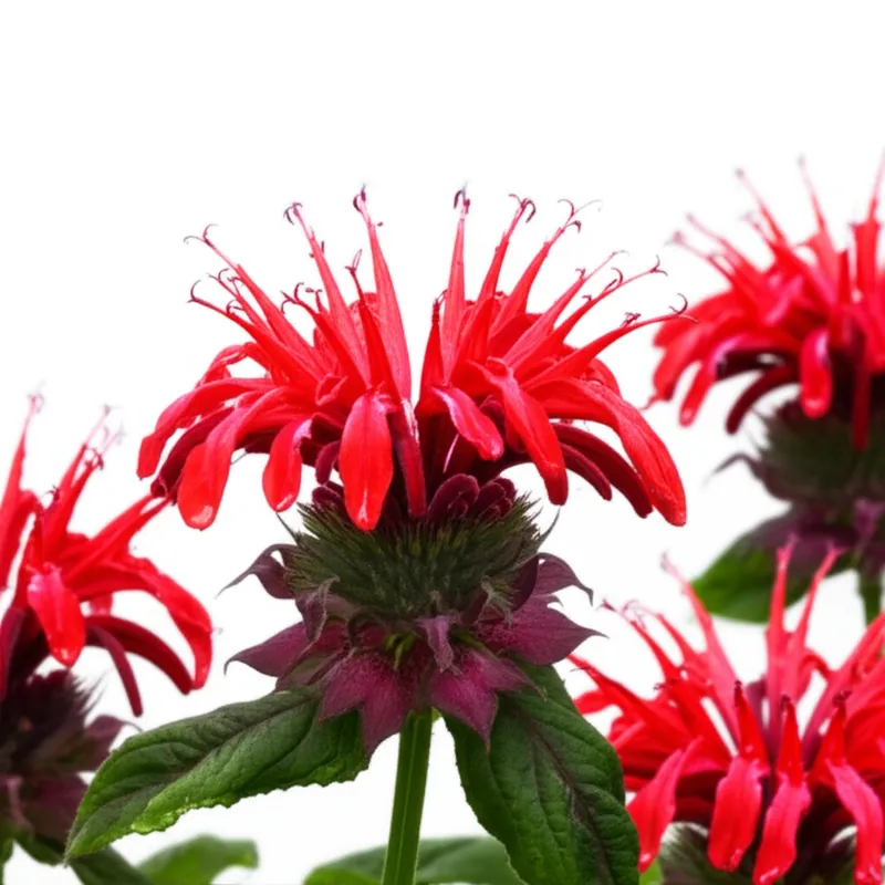 Bee Balm
