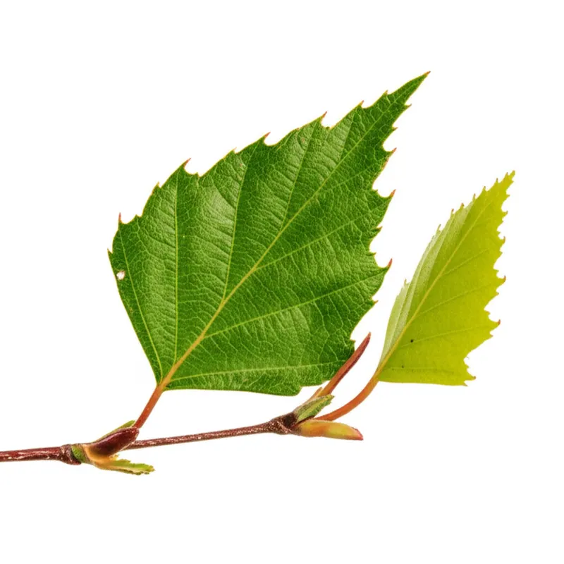 Birch