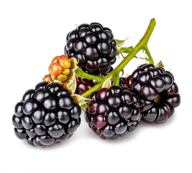 Blackberry