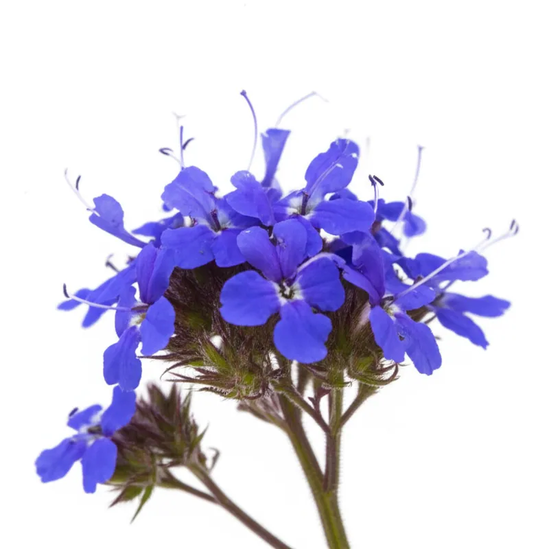 Vervain