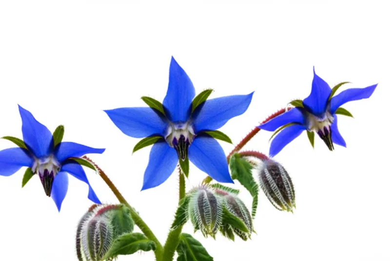 Borage