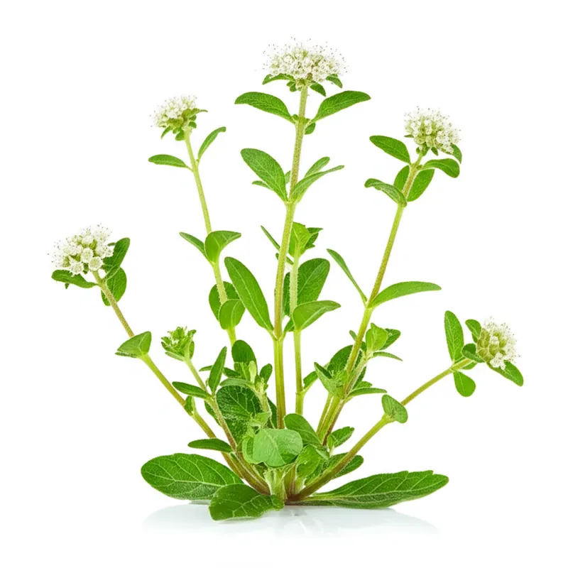 Burnet
