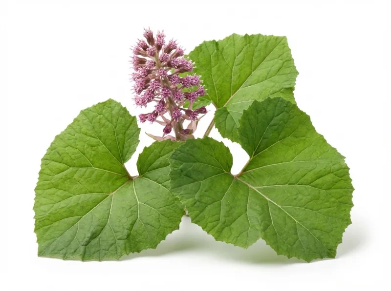 Butterbur