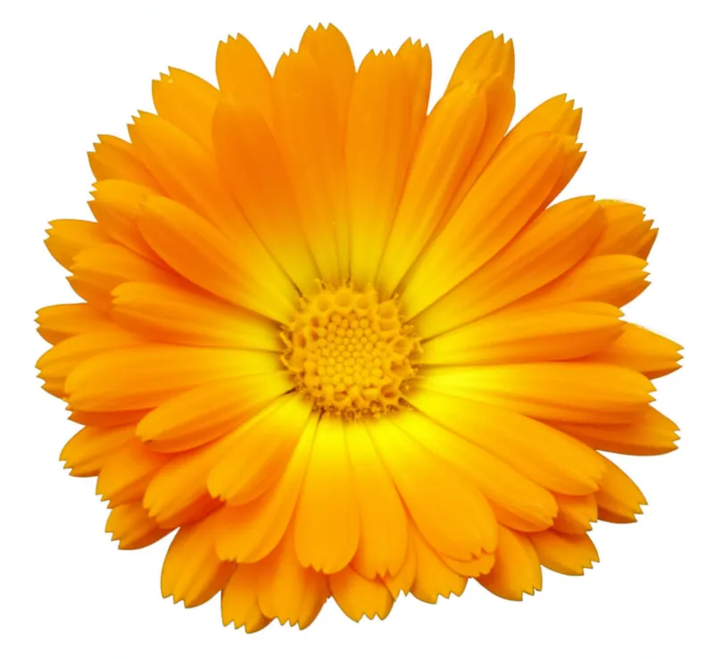 Marigold