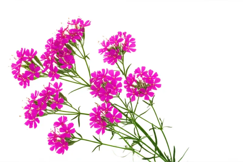 Centaury