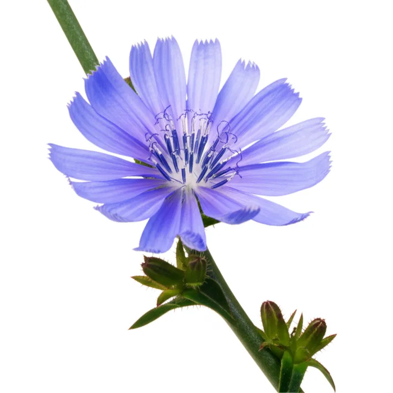 Chicory