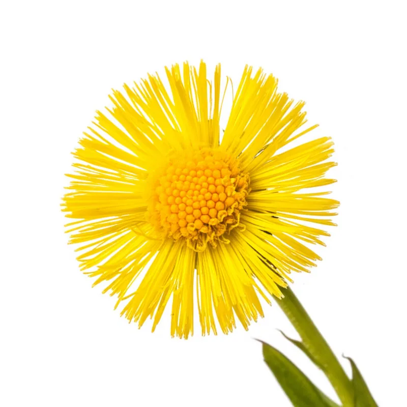 Coltsfoot