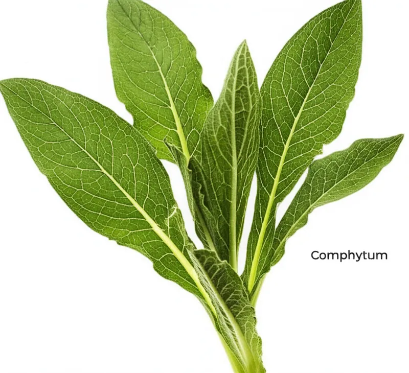 Comfrey