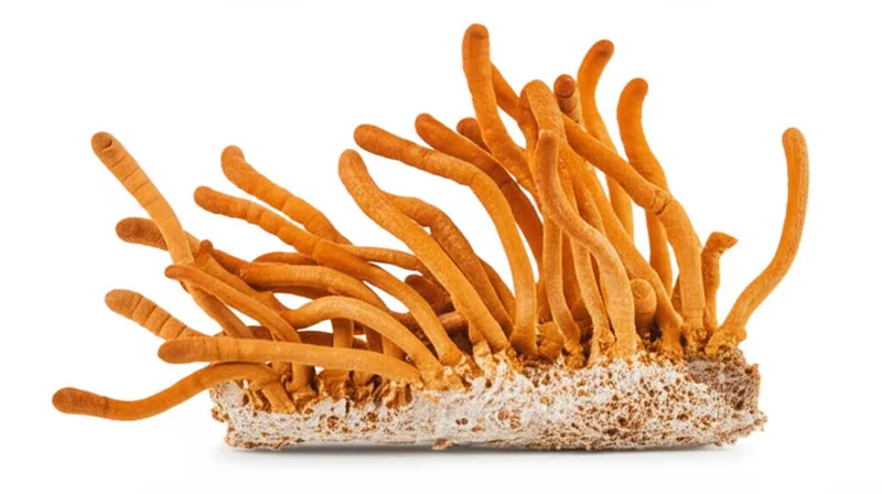Cordyceps