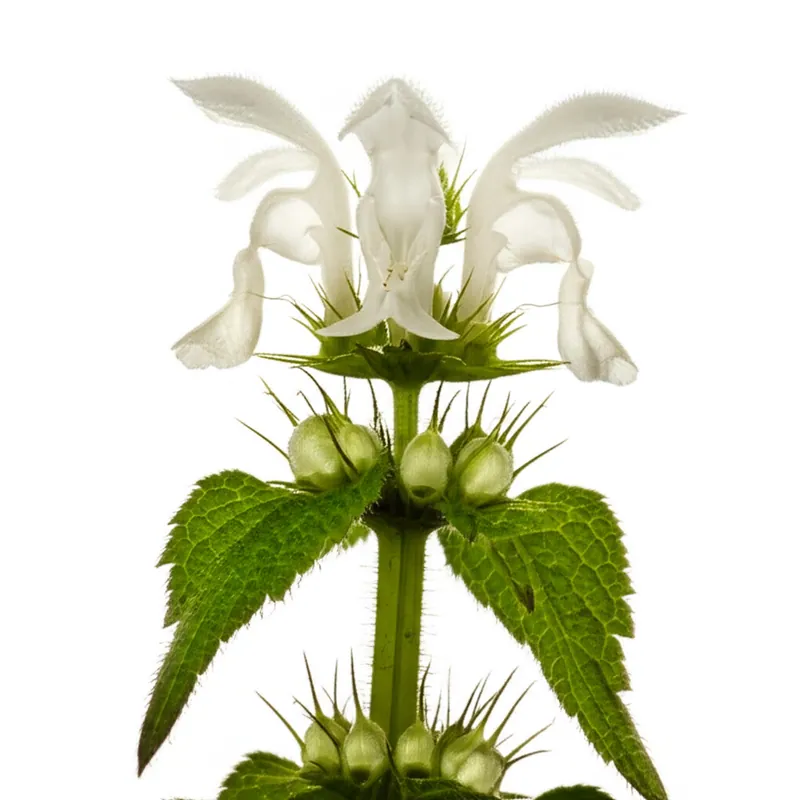 Deadnettle