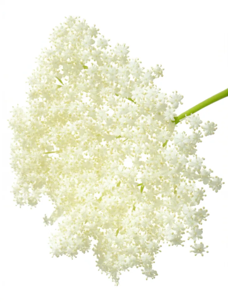 Elderflower