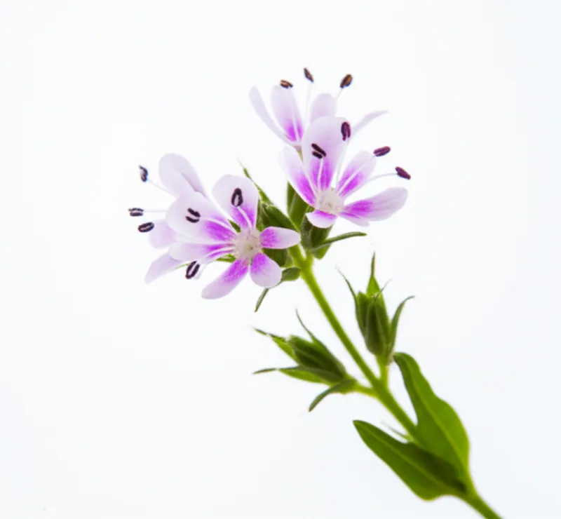 Eyebright