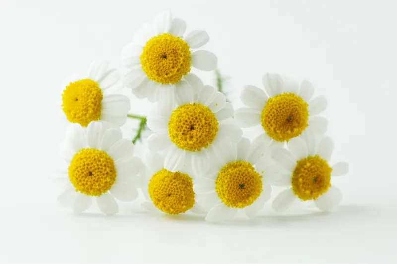 Feverfew