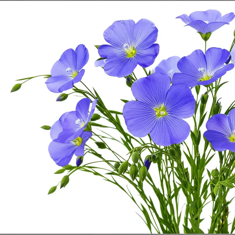 Flax