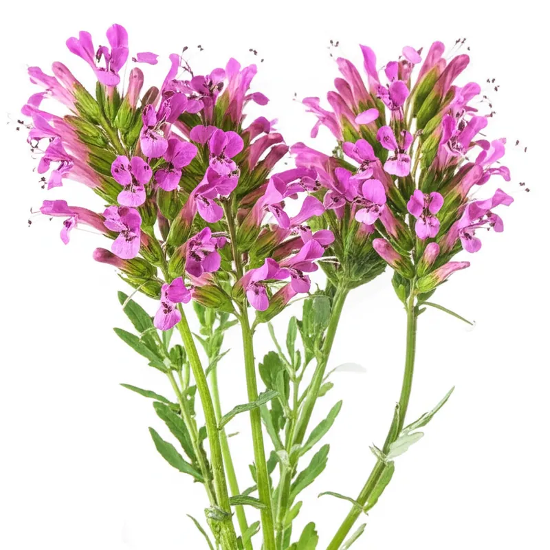 Fumitory