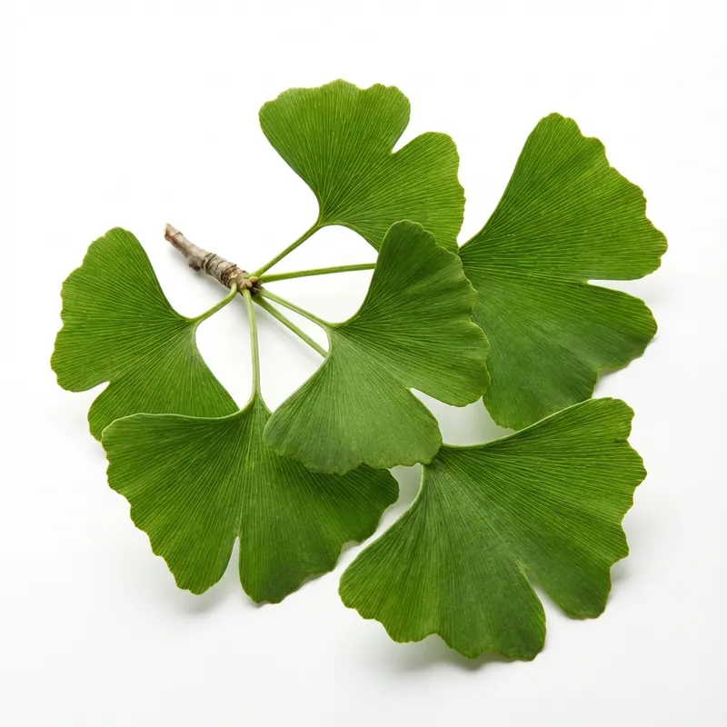 Ginkgo Biloba