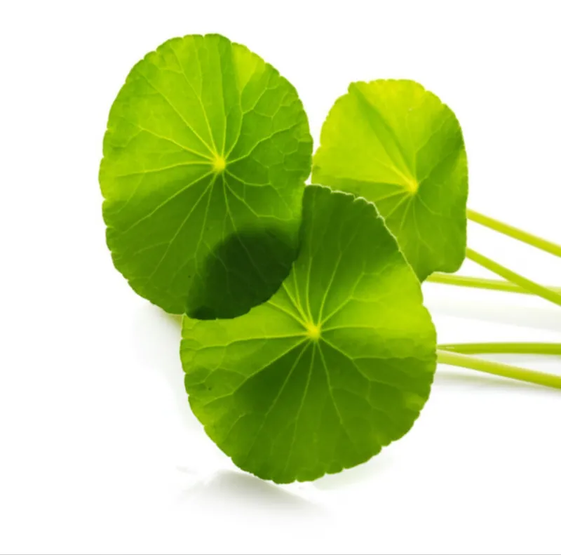 Gotu Kola