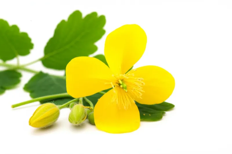 Greater Celandine