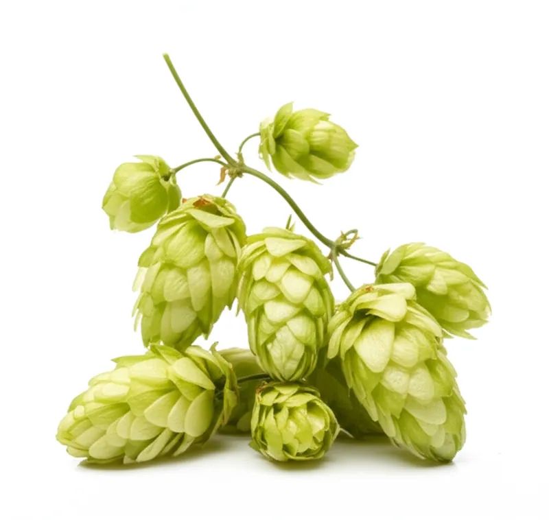 Hops