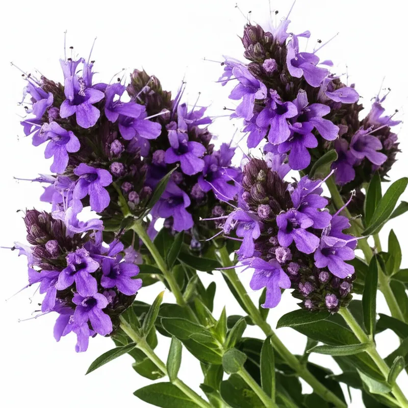 Hyssop
