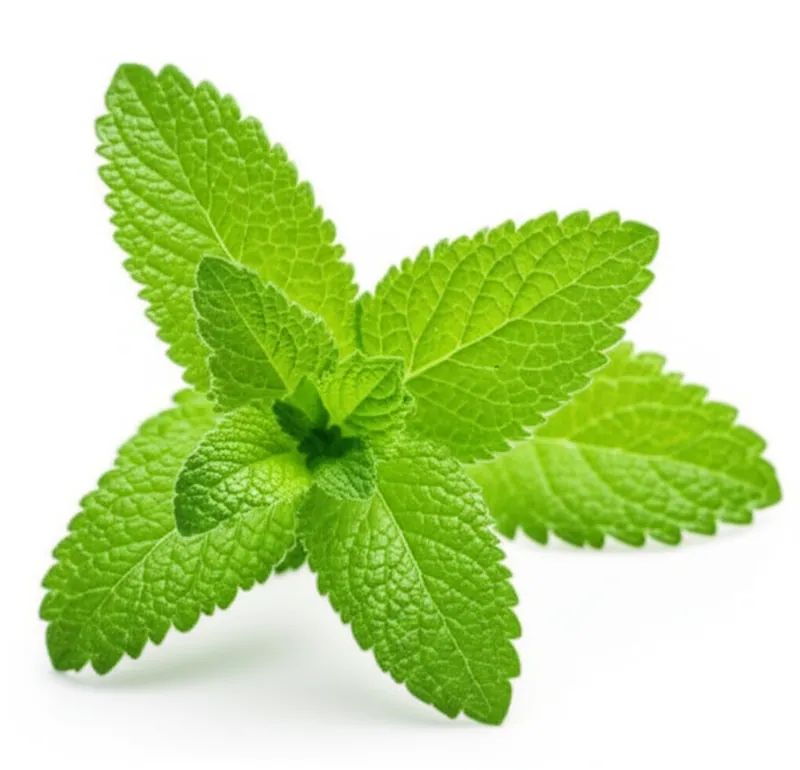 Balm (Lemon balm)