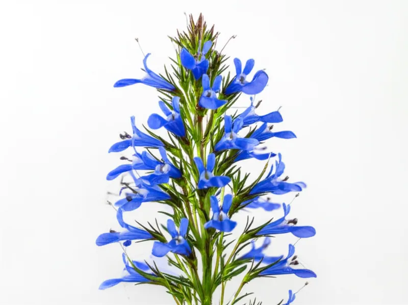 Lobelia