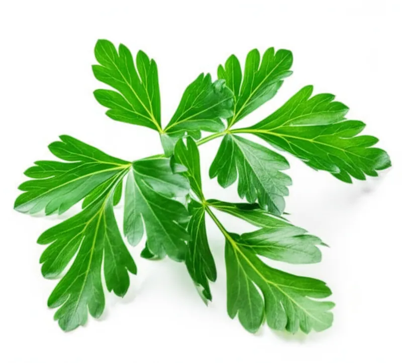 Lovage