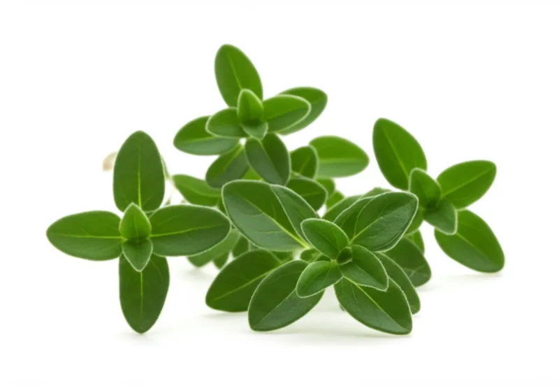 Marjoram