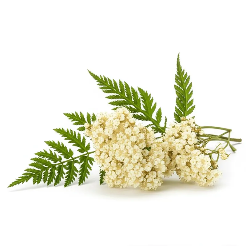 Meadowsweet