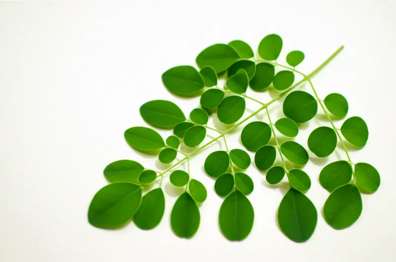 Moringa