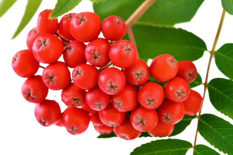 Mountain Ash