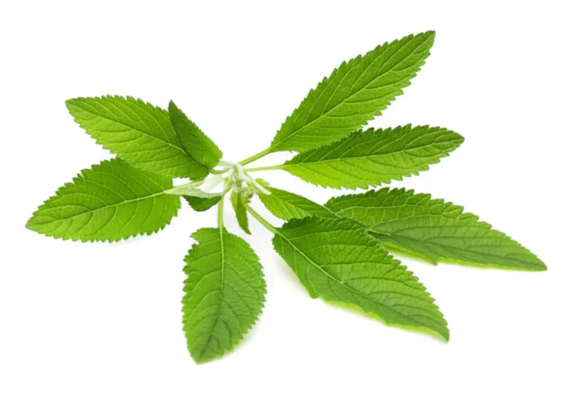 Mugwort