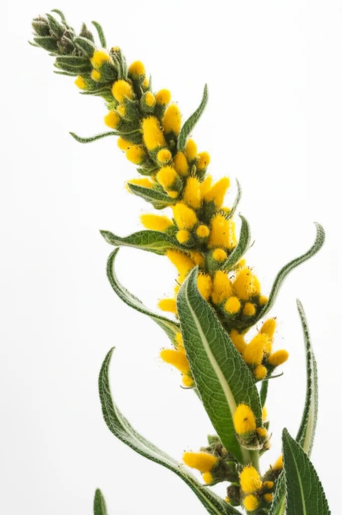 Mullein