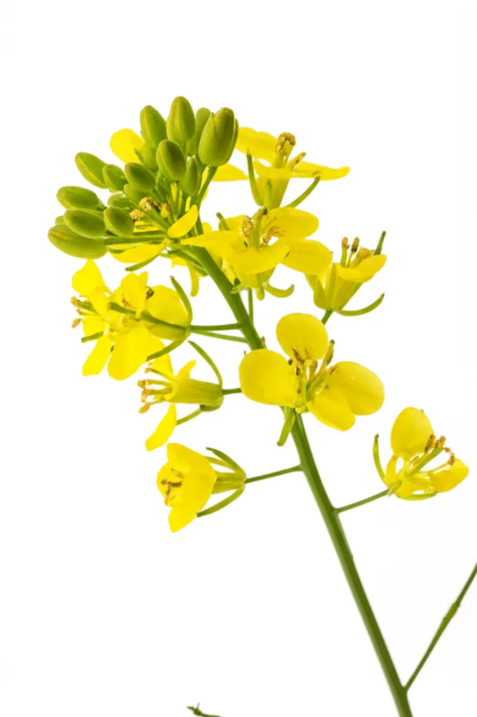 Mustard
