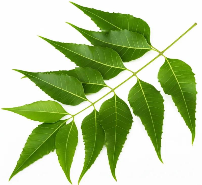 Neem