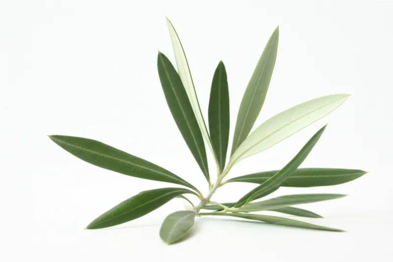 Olive Leaf Extract