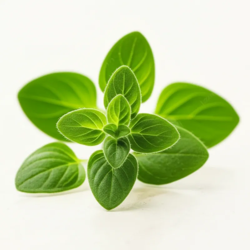 Oregano