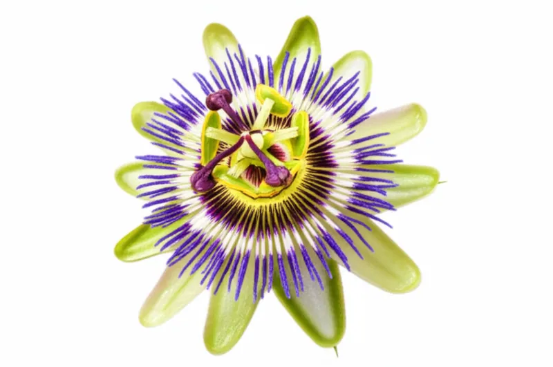 Passionflower