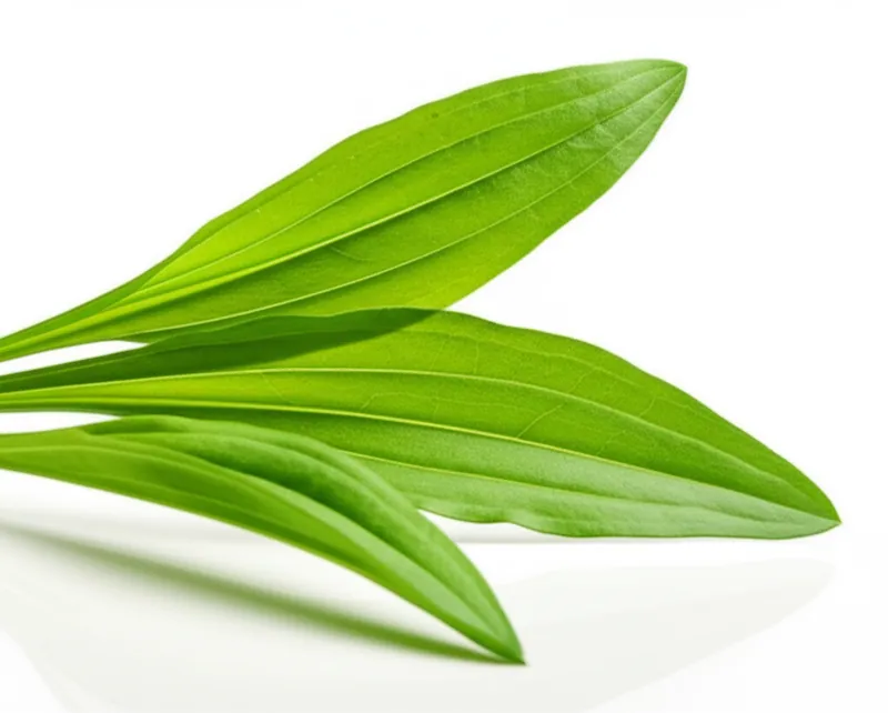 English Plantain
