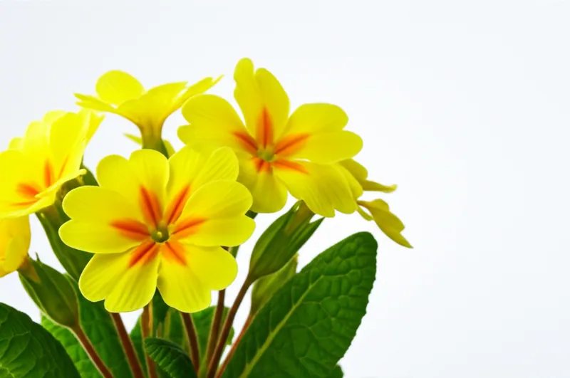 Primrose