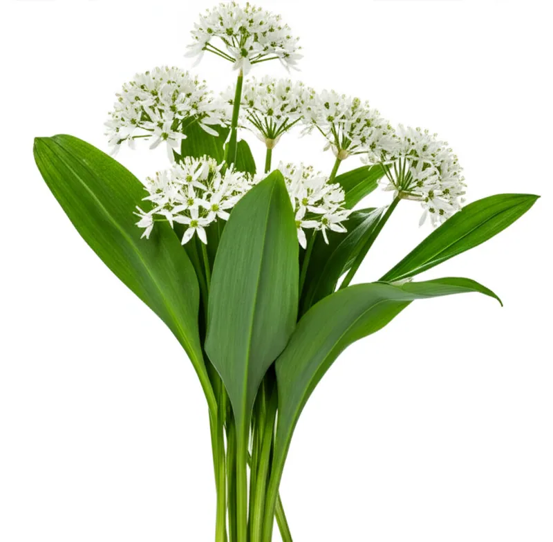 Ramson