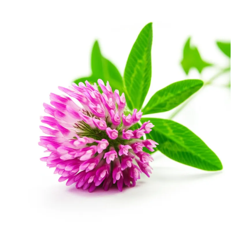 Red Clover