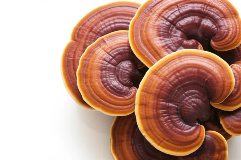 Reishi Mushroom
