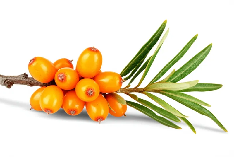 Sea Buckthorn