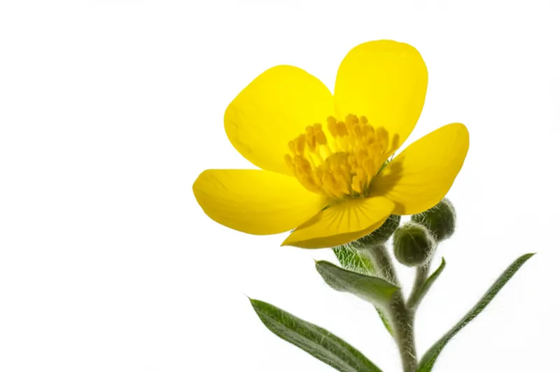Silverweed