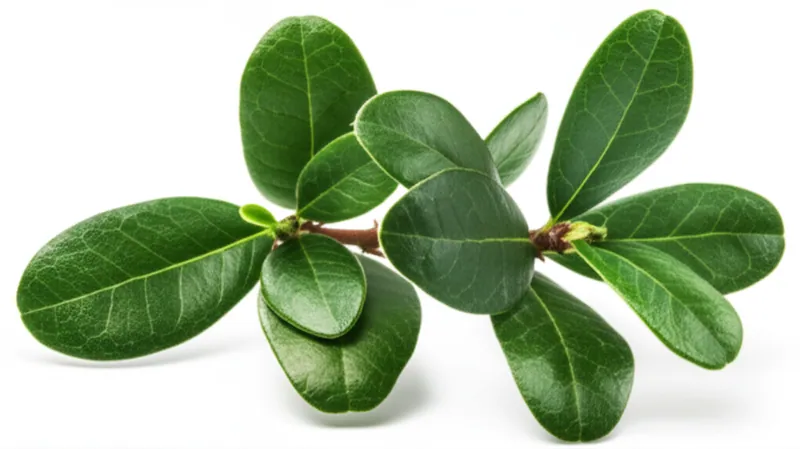 Uva Ursi